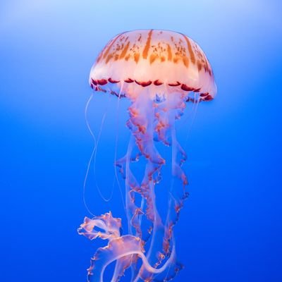 jellyfish_my's profile picture. Jelly | 23 | They/Them | Pansexual Catastrophe