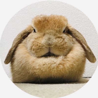 りーたんと呼んでください!大知識人 ︎❤︎うさぎのアンちゃんとベッタリな生活(^ ^)三浦の大知くんに出会って感動と衝撃でこの心打ち砕かれました😭無言フォロー大歓迎、こちらも無言フォローしちゃったりしますがよろしくお願いします。