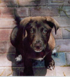 tulsapaver's profile picture. block walls, and paver patios, driveways, pooldecks