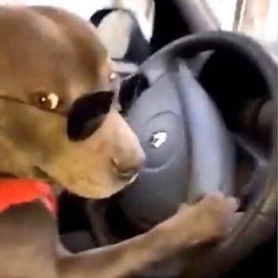 sailormanpacks's profile picture. RRRRRRRR....WOOF