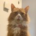 Henry the Addenbrookes Cat (@AddenbrookesCat) Twitter profile photo