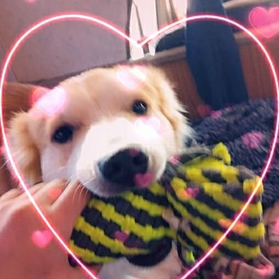 doggopedia's profile picture. Documenting Doggo adventures!