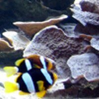 Reef Keeping (@reefkeeping) 's Twitter Profile