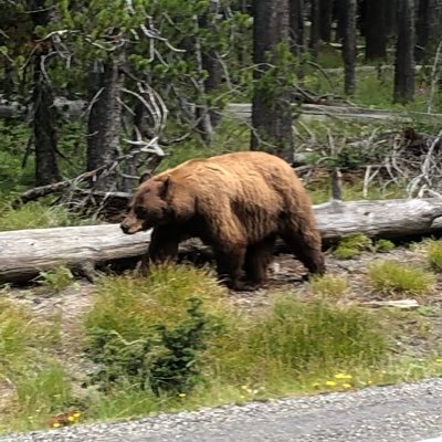 seeksup's profile picture. A 4 moving to a 3 🏌🏼 Trend, Growth, and Dividend accounts.