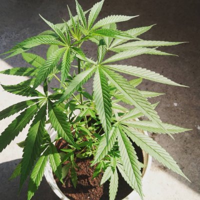 Si te gusta la weed, marihuana, mota o maría🔥🍁🍁 esta página es para ti, espero ir subiendo mejor contenido a medida que mejore.. 420 todo el día🛩️🛩️🌫️🌫️