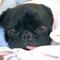 Ridley (the pug)(@Ridley) 's Twitter Profile Photo