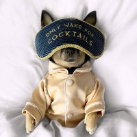 VickieV 🍸🍾🐩🐶❄Texas (@vacek2vickie) 's Twitter Profile
