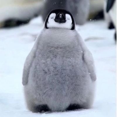 unowily's profile picture. 惟愿只影不在