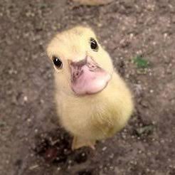 abababaabya's profile picture. 