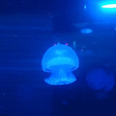 Mr_Chif_Chido's profile picture. Just your average mexican dude.  He/Him. 🏳️‍🌈