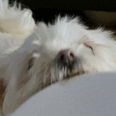 i post rat pictures :)
Took all of these BBH's Weird Doggo pictures on @SaintsofGames and @bbhscutedoggo.