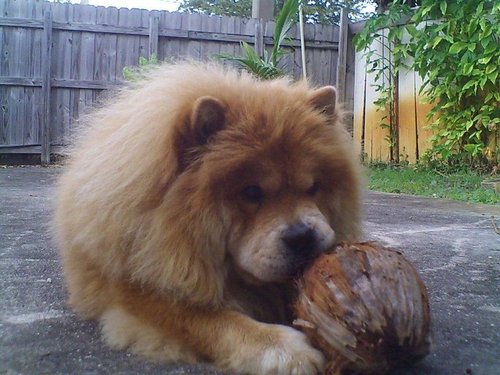 I'm a worldwide chowchow. I have a slovakian passport but lives in France. I also travel a lot to America.