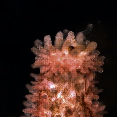 From sandy shores to rocky pools, in the Cohen Lab we discover what makes coastal ecosystems some of the most incredible sites to study evolutionary ecology.