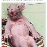 Enabler to Bandit/Girly/Cheeks😻😻😻 (@missmycalicoast) 's Twitter Profile