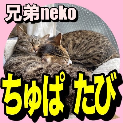 兄弟猫のちゅぱ・たびです
youtubeやってますので、よかったら見てください(^^)
https://t.co/dSepQvmXSj