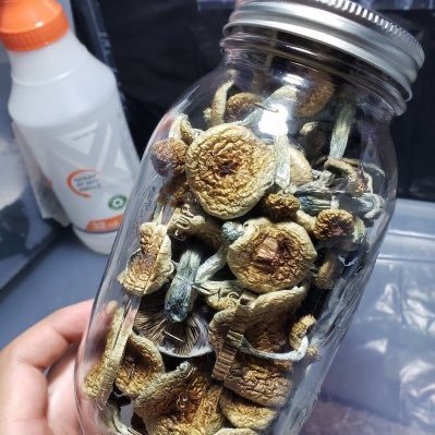 kendric58088032's profile picture. psychedelic lover🍄🍁