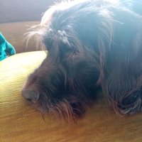 Muromunro (@muromunro) 's Twitter Profile