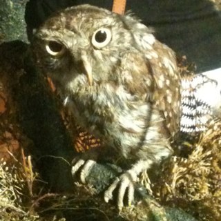 celticowl's profile picture. Professor, UCD School of Nursing, Midwifery and Health Systems; Fellow of American Academy of Nursing; Fellow of Faculty of Nursing and Midwifery, RCSI.