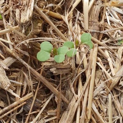 Toute l'expertise pour le conseil à destination des agriculteurs
Certifié et agréé pour le conseil à l'usage des produits phytosanitaires.