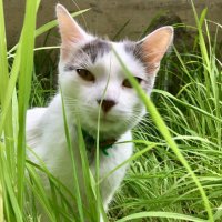 Tokay le chat 🐾 (@tokay_le_chat) 's Twitter Profile