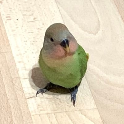 ぽんこてさんのプロフィール画像