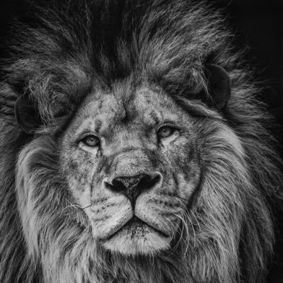 NithinParayil2's profile picture. 📍Chicago