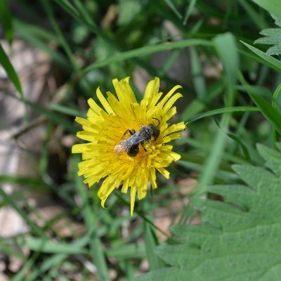 Working on insect biodiversity as scientist for a better world !