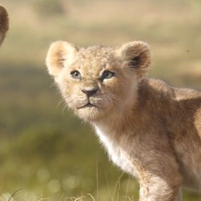 NalaCub2019's profile picture. Best Friend: @SimbaCub2019