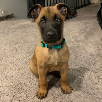 2 year old Belgian Malinois. Dual purpose police K-9 with @AltoonaPD_Iowa . Work with my brother and two sisters. My dad is @Apd281CHale