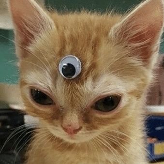 Зимородокさんのプロフィール画像
