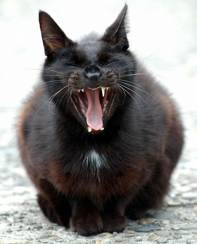 avooo's profile picture. 