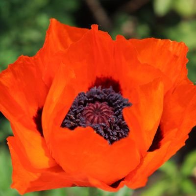 Chicago Bloom® Official Profile