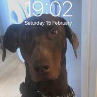 Fendithe doberman (@dobermanbilly) 's Twitter Profile