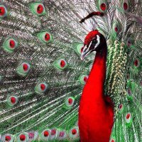 Peacock (@peacock_lover_) 's Twitter Profile