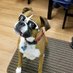SuperGolfDog (@sgdog3) Twitter profile photo SuperGolfDog (@sgdog3) Twitter profile photo