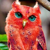 ابو طلحه السراقبي 🕊 (@aylpktup8wdc8bz) 's Twitter Profile
