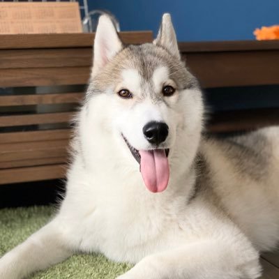 Mogmog アナウンスに遠吠えし始めた 終わったらすぐ寝る シベリアンハスキー ハスキー 7ヶ月 ソプラノボイス Mogmog アナウンスに遠吠えし始めた 終わったらすぐ寝る シベリアンハスキー ハスキー 7ヶ月 ソプラノボイス