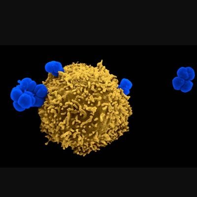 Gray-Owen lab Twitter account, run by every lab member except Scott Gray-Owen. | Host-pathogen interactions, vaccine development, Neisseria, innate immunity