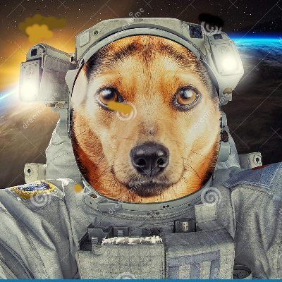 Doggiverse1 Profile Picture