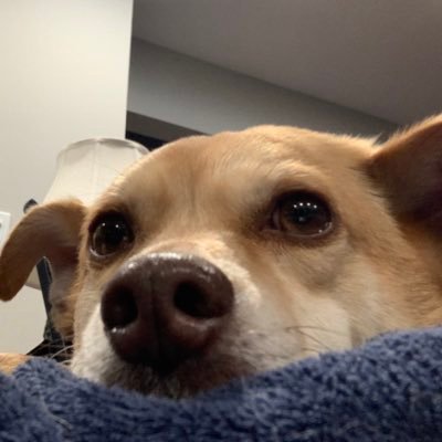 hi I’m baxter 🐕 I’m an adorable dog who looks like toulouse grande #toulouselookalike (this account is for my dog)