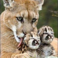 Semra LEVENT (@elizeysemra) Twitter profile photo