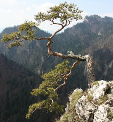 siralnam's profile picture. 