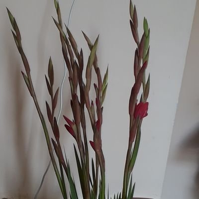 SandipJ26480578's profile picture. 