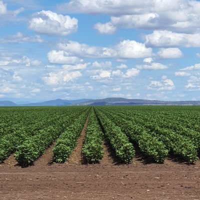 aussiealex2013's profile picture. engineer,  miner , farmer , proud Australian 🇭🇲🇺🇲
