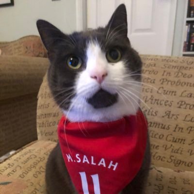 9-year-old rescue cat from @rspca_official. Love @dreamiesuk. Tolerate bandanas. Big #LFC fan. Also on the ‘gram with my brother: @buzzandmaisieuk