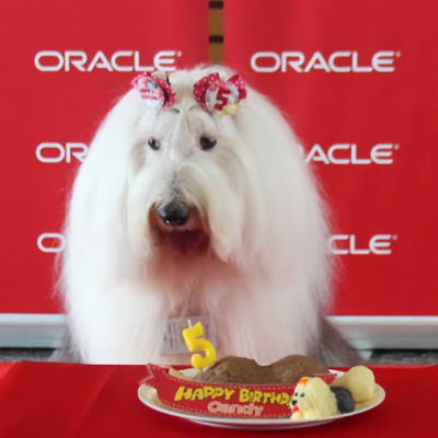 @Candyisdog