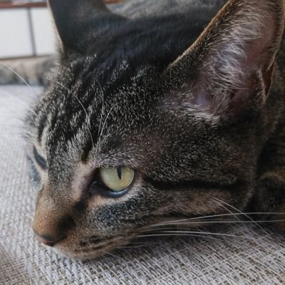 【ぼんやり眺めたりrtしたりなんだり】
ゲームしたり、スチームパンクが気になったり、裁縫したりな多趣味な奴です。所謂オタク。収集癖。とうらぶ、マイクラetc 好きを叫び続けるおとな。観測者になりました( ^ω^ )【20↑↑↑↑】