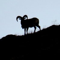 Department of Wildlife Protection, Ladakh (@ladakh_wildlife) 's Twitter Profile