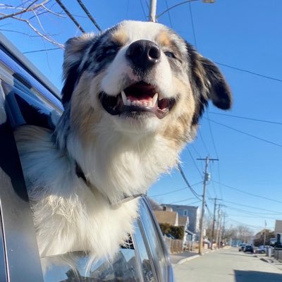 Boston’s Best Dog Walkers and Pet Services,LLC is a full services pet care company. We offer it all from walks, play groups overnights and training.