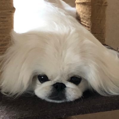 tTjGwd5ENHCXuM9's profile picture. 天然のアラフィフです！無言フォローお許し下さいf^_^;まだまだ美容に頑張ってます♪白ペキ4歳と名前はそのまま“ペキ”です😅１４歳の猫を飼っています^_^